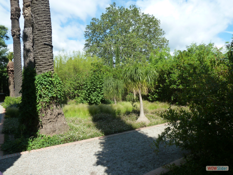  F.Pohl  Paulilles03- un Ceiba speciosa  ou arbre bouteille